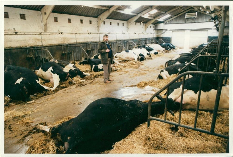 Animal , Cattle: Electrocuted cattle. - Vintage Photograph