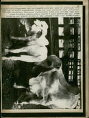 Animal , Cattle: - Vintage Photograph