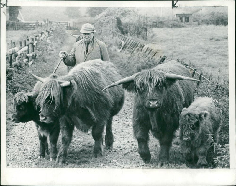 Animal , Cattle: Mr Lloyd Derisley with Highland Cattle. - Vintage Photograph