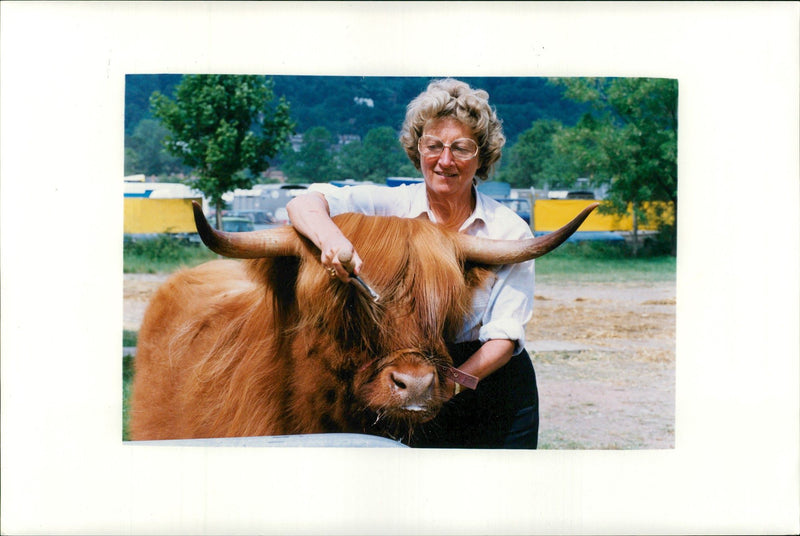 Animal , Cattle: Three countries show. - Vintage Photograph