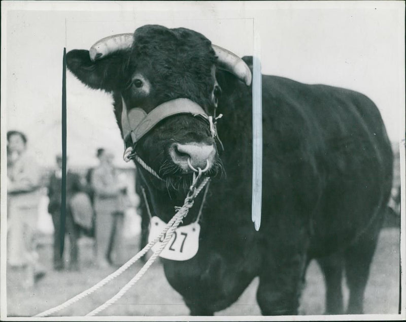 Animal , Cattle: Saltmarsh Cawkwell. - Vintage Photograph