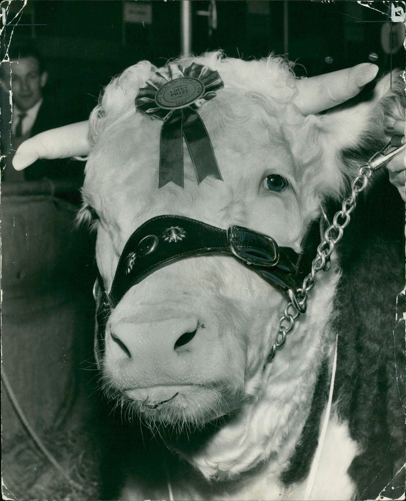 Animal , Cattle: Mardleybury Angel. - Vintage Photograph