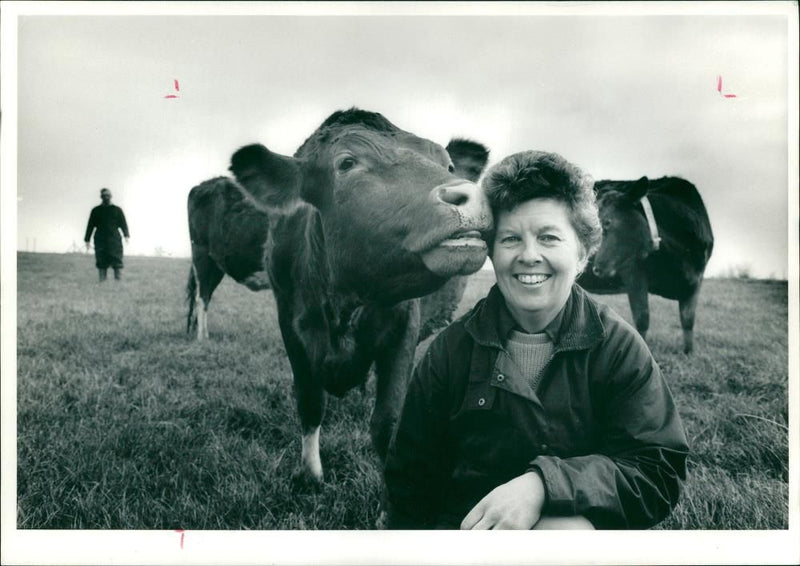 Animal , Cattle: Mary James with her cows. - Vintage Photograph