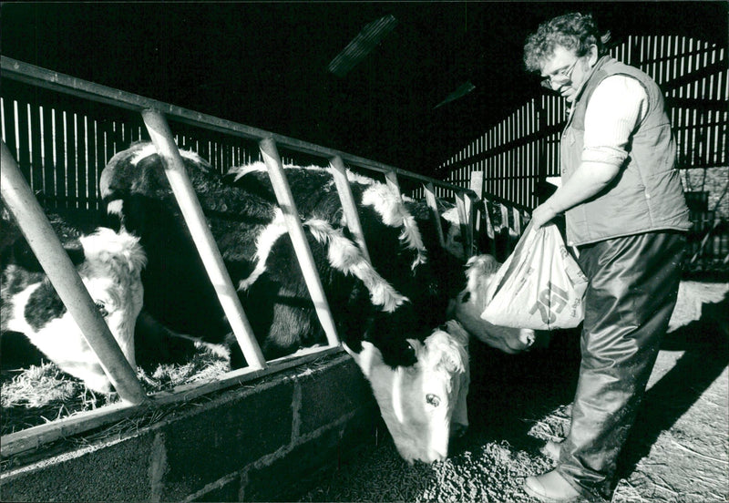 Animal , Cattle: Keith Bennett feeding cattle. - Vintage Photograph