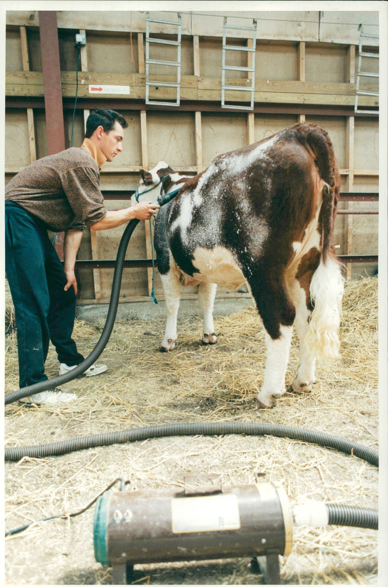 Animal , Cattle: Cow Judging. - Vintage Photograph