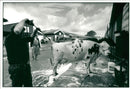 Animal , Cattle: The Royal Show. - Vintage Photograph