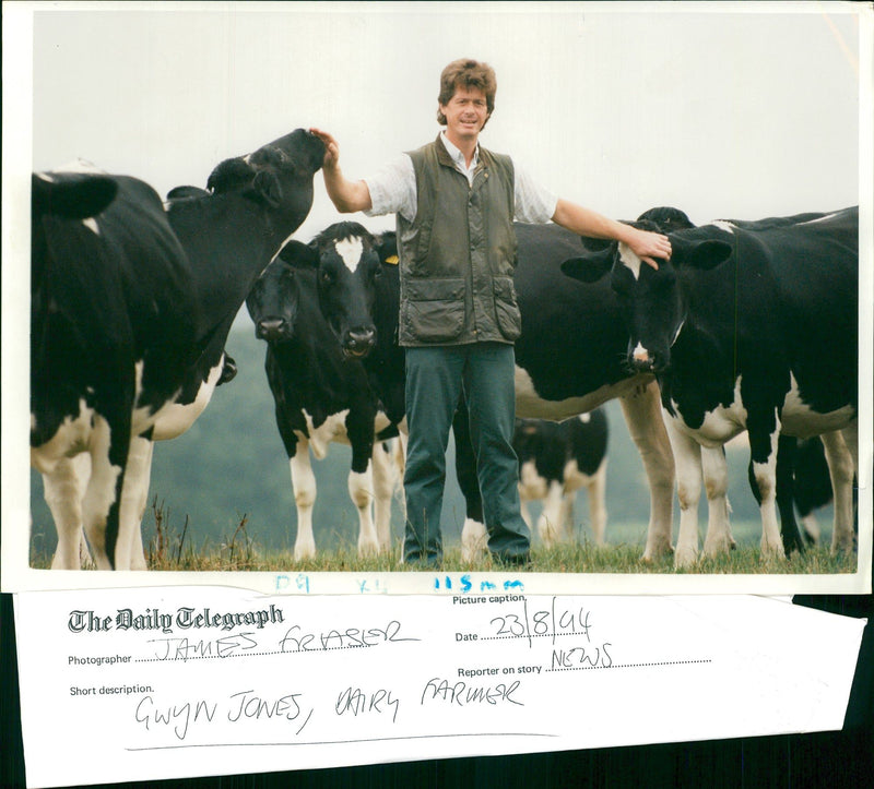 Animal , Cattle: Gwyn Jones and his Holsteins. - Vintage Photograph