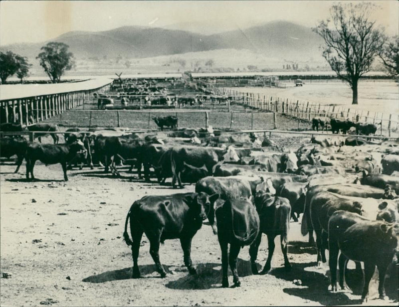 Animal , Cattle. - Vintage Photograph