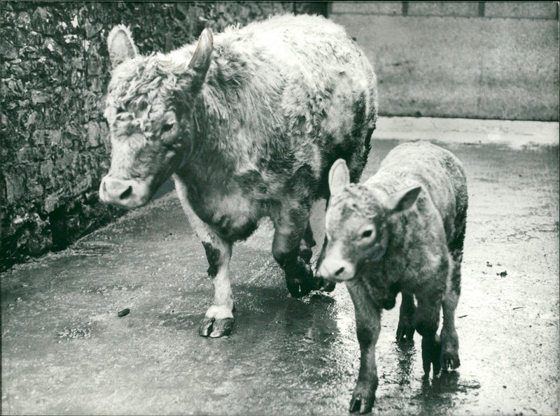 Animal , Cattle:Mother child. - Vintage Photograph