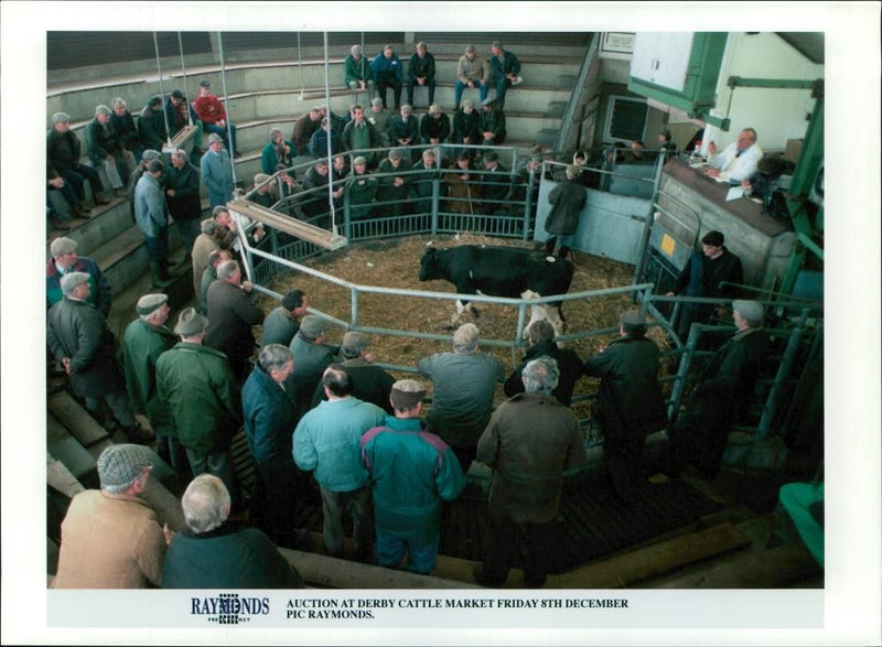 Animal , Cattle: Cattle Sales. - Vintage Photograph