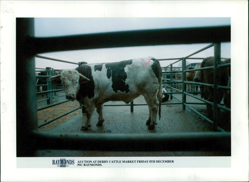 Animal , Cattle: Auction. - Vintage Photograph