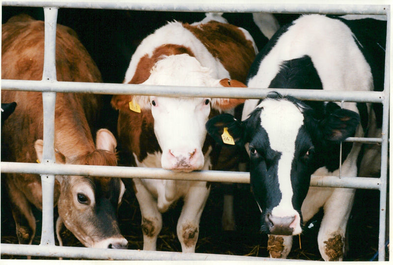 Animal , Cattle: MAFF's experimental Farm. - Vintage Photograph