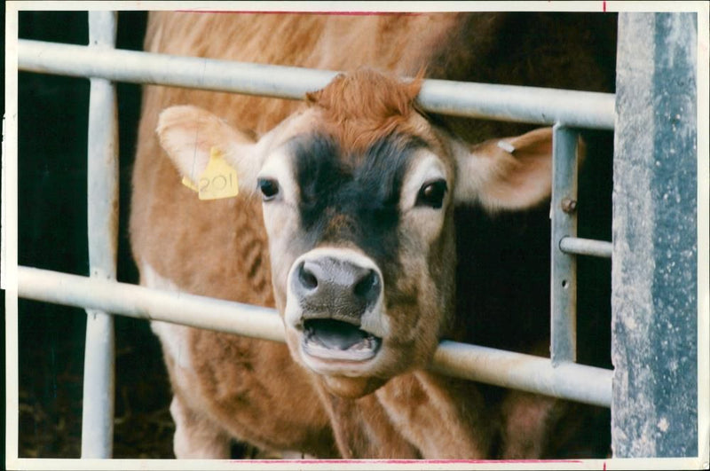 Animal , Cattle: MAFF's experimental Farm. - Vintage Photograph