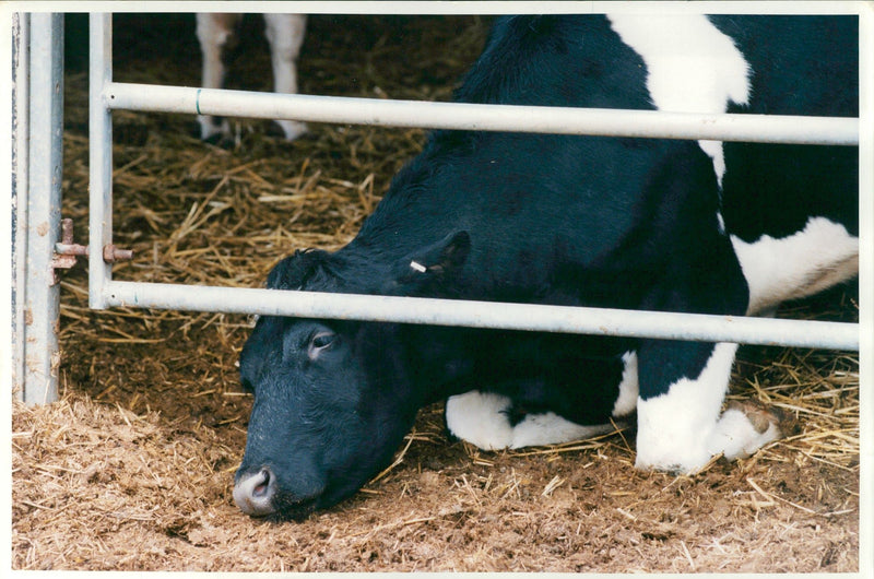 Animal , Cattle: MAFF's experimental Farm. - Vintage Photograph