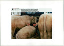 Animal , Cattle: Gerald Bothwell Frnireland sleeps contentedly with some calf. - Vintage Photograph