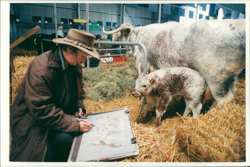 Animal , Cattle: Rare breeds. - Vintage Photograph