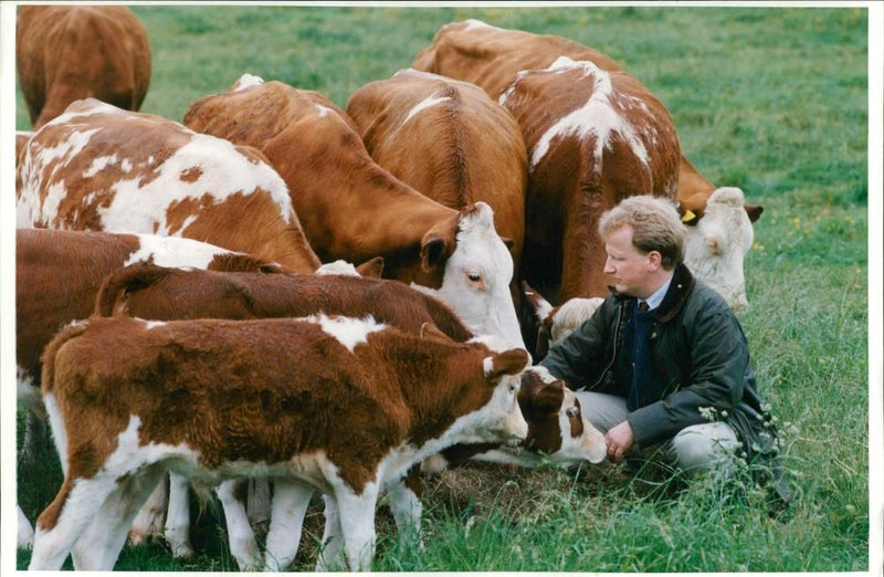 Animal , Cattle. - Vintage Photograph