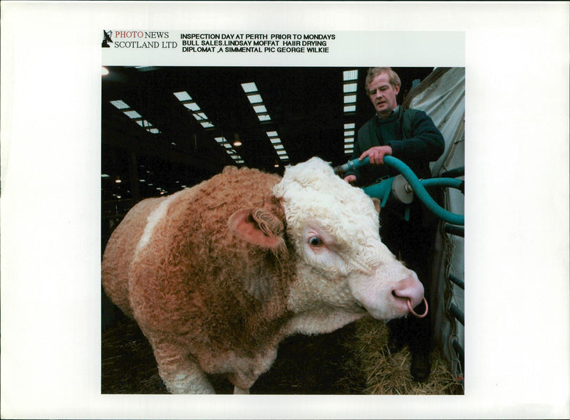Animal , Cattle: Lindsay Moffat hair drying diplomat. - Vintage Photograph