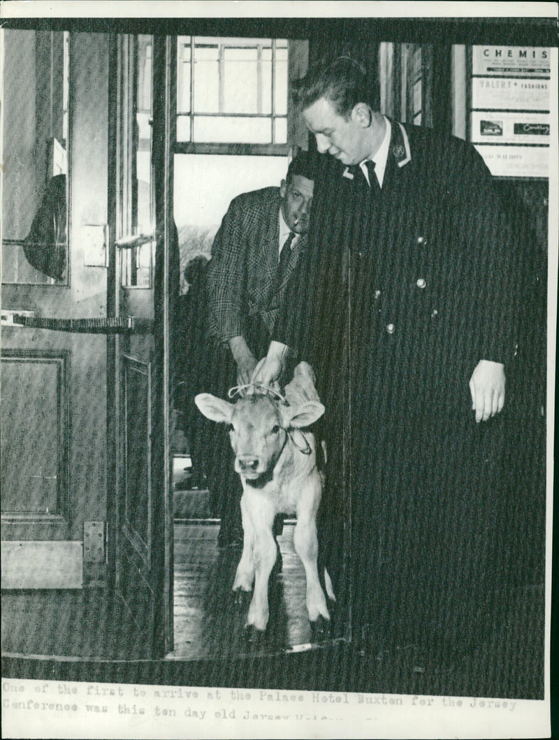 Animal , Cattle: One of six Jersey calves. - Vintage Photograph