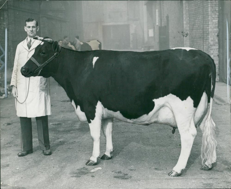 Animal , Cattle: The dairy show at Olympia. - Vintage Photograph