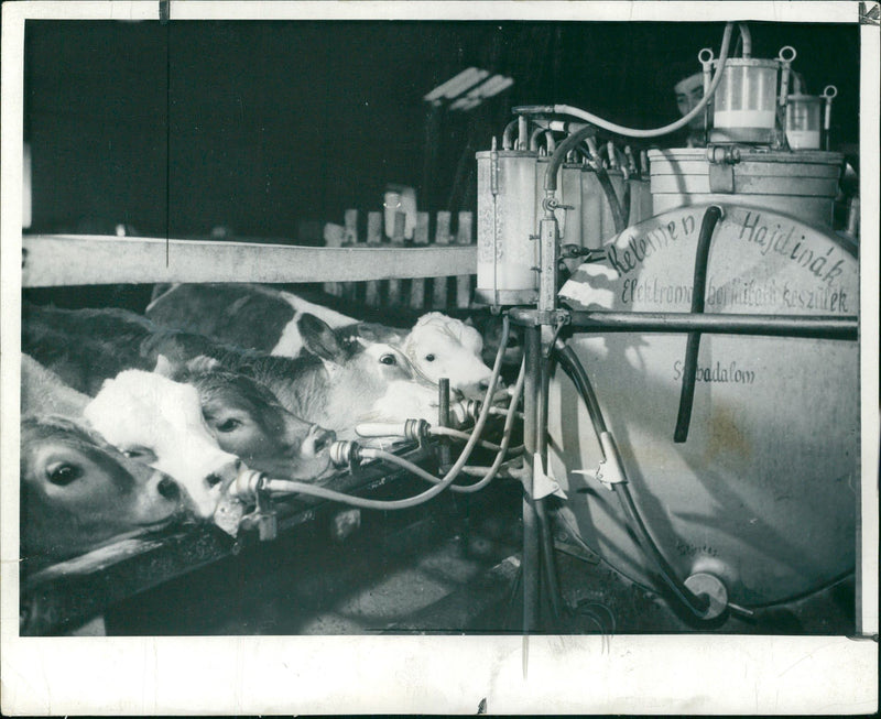 Animal , Cattle: Calves on a State farm. - Vintage Photograph