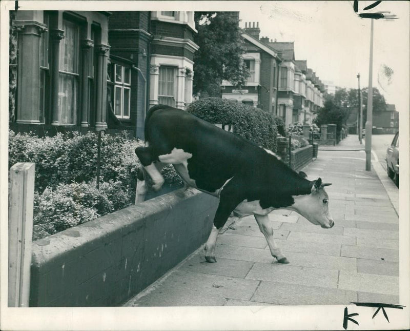 Animal , Cattle: Garden pest on a grand scale. - Vintage Photograph