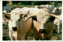 Animal , Cattle: White park cattle. - Vintage Photograph