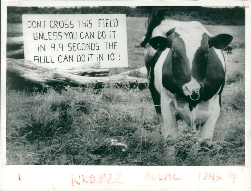 Animal , Cattle. - Vintage Photograph