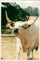 Animal , Cattle: White Park Cattle. - Vintage Photograph