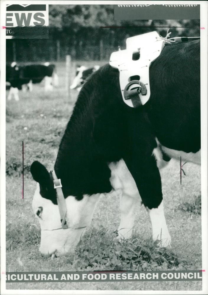 Animal , Cattle: Cultural and food research council. - Vintage Photograph