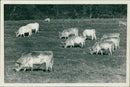 Animal , Cattles. - Vintage Photograph