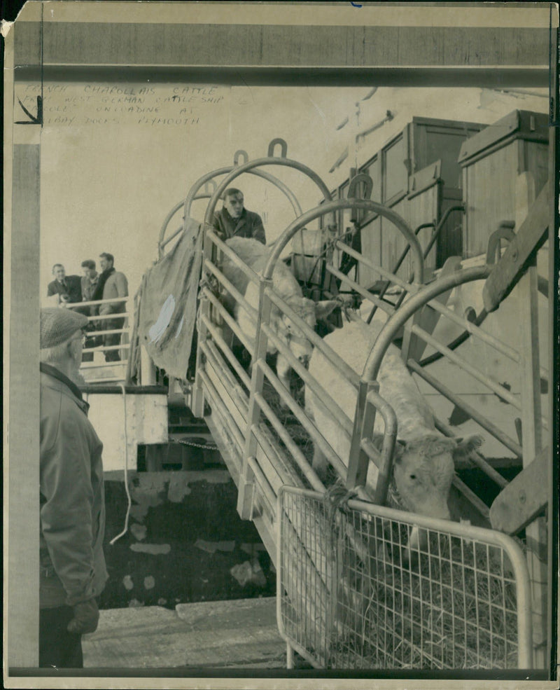 Animal , Cattle: After Arriving. - Vintage Photograph