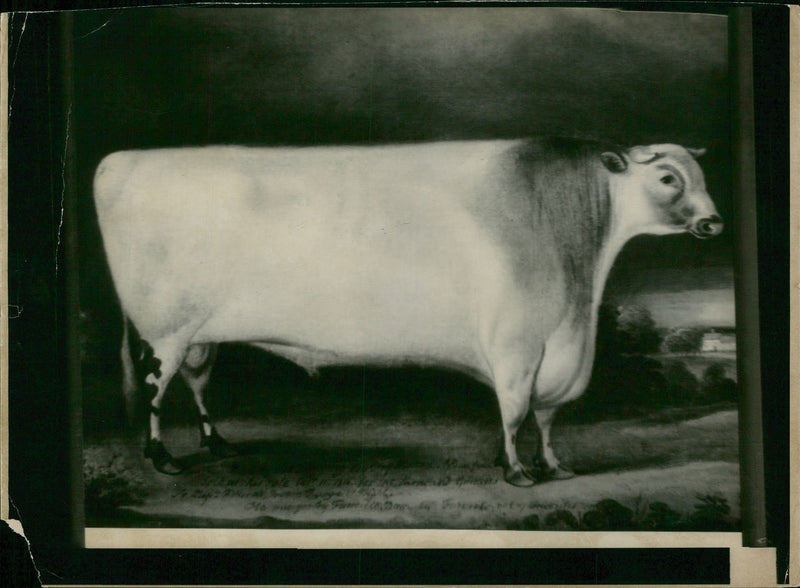 Animal , Cattle: - Vintage Photograph