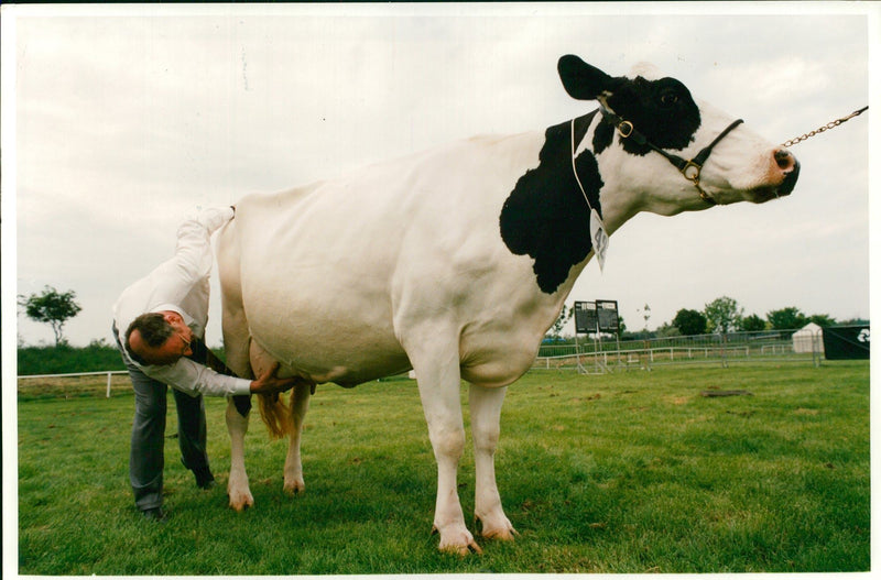 Animal , Cattle: Cow Judging. - Vintage Photograph