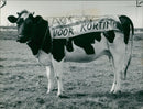 Animal , Cattle: Putting over a sales message. - Vintage Photograph