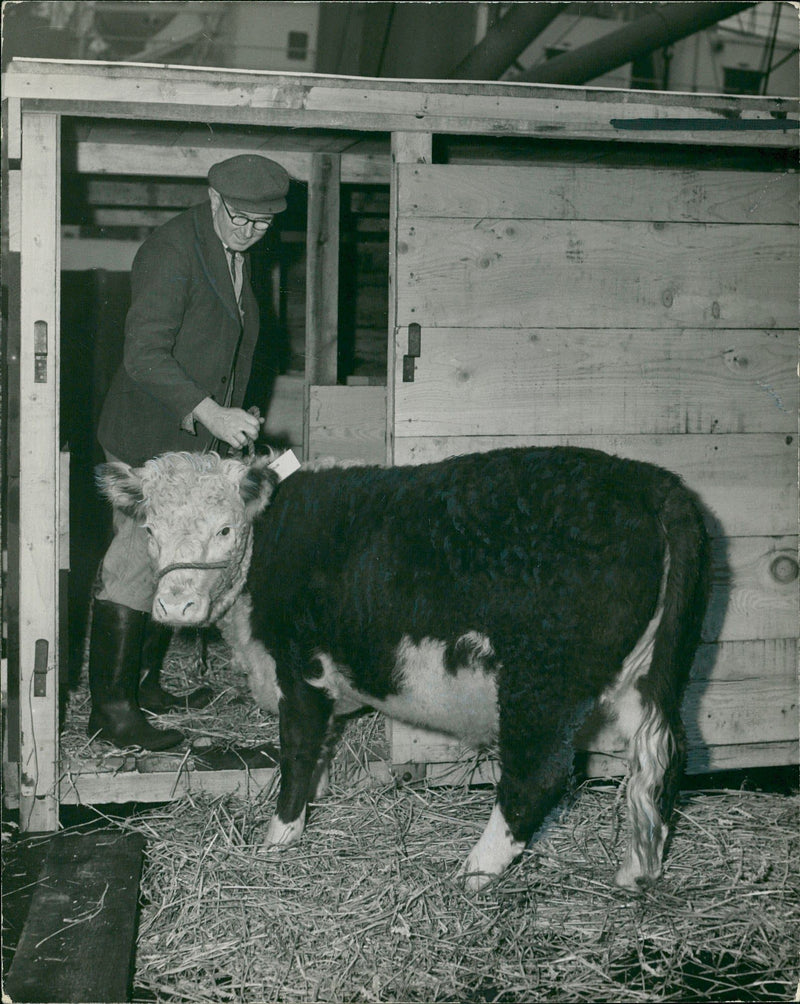 Animal , Cattle: Going to farm in Australia. - Vintage Photograph