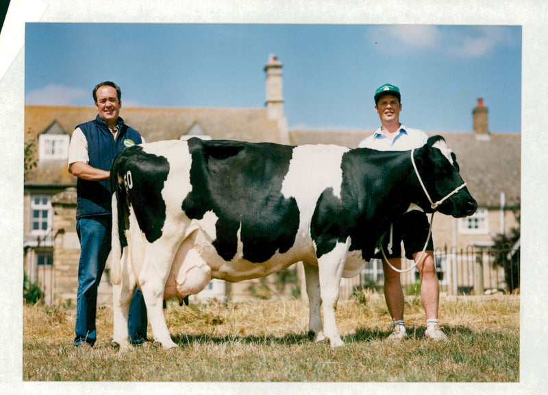 Animal , Cattle: Two men with a cow. - Vintage Photograph