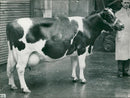 Animal , Cattle: Guilsfield Dawn, a Friesian cow. - Vintage Photograph