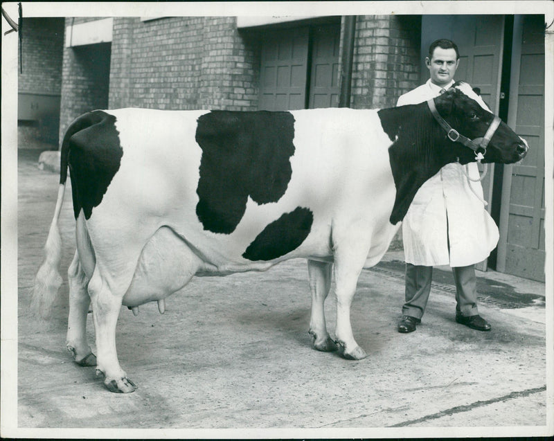 Animal , Cattle: Newclifle Glady a British Friesian cow. - Vintage Photograph