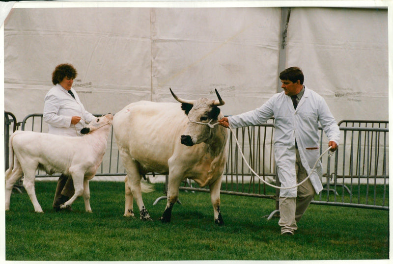 Animal , Cattle: Rare Freeds. - Vintage Photograph