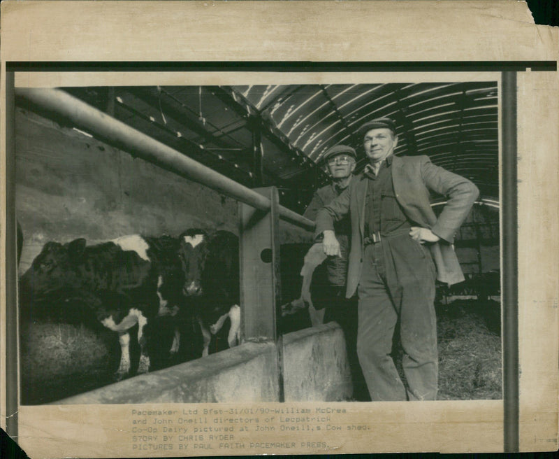 Animal , Cattle: - Vintage Photograph