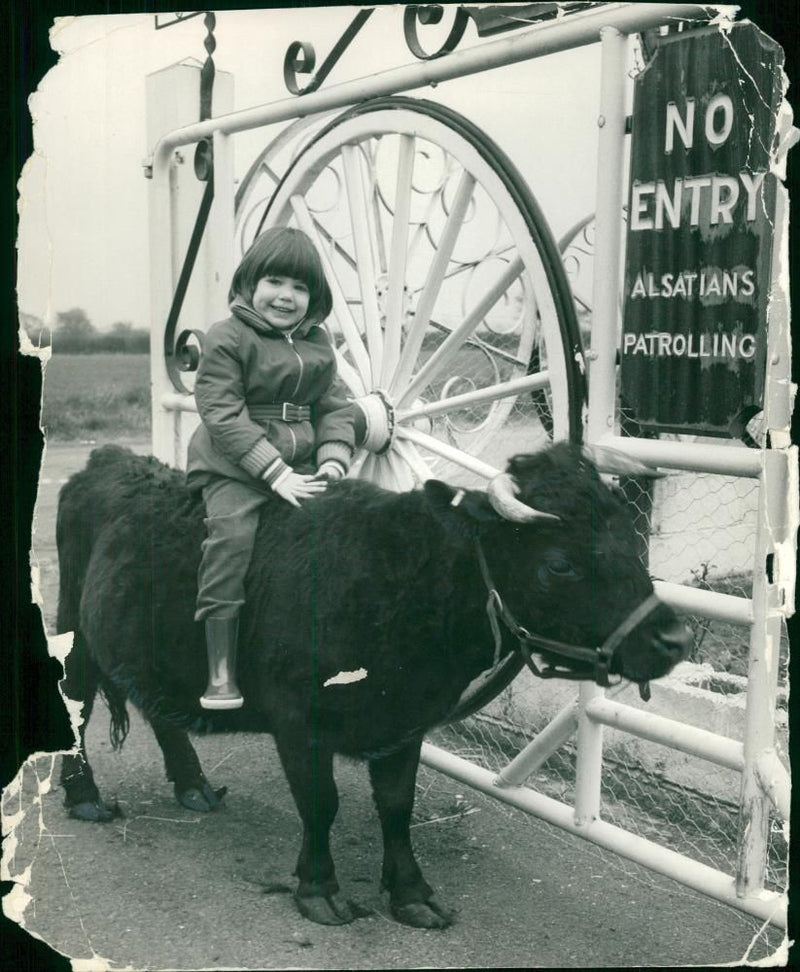 Animal , Cattle: Alice Temple and Minnie. - Vintage Photograph