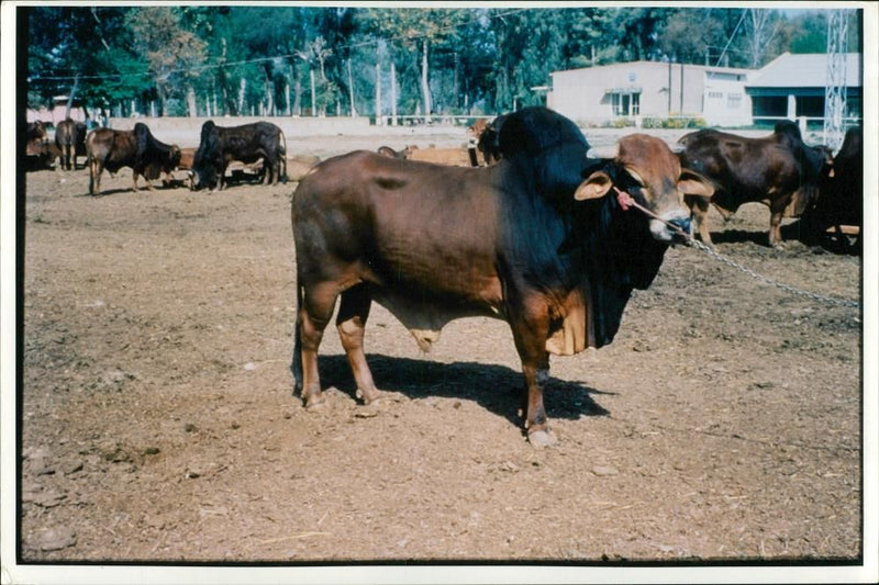 Animal , Cattle: Sahiwal Bull. - Vintage Photograph