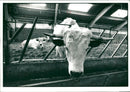 Animal , Cattle: Rare Animal Farm. - Vintage Photograph