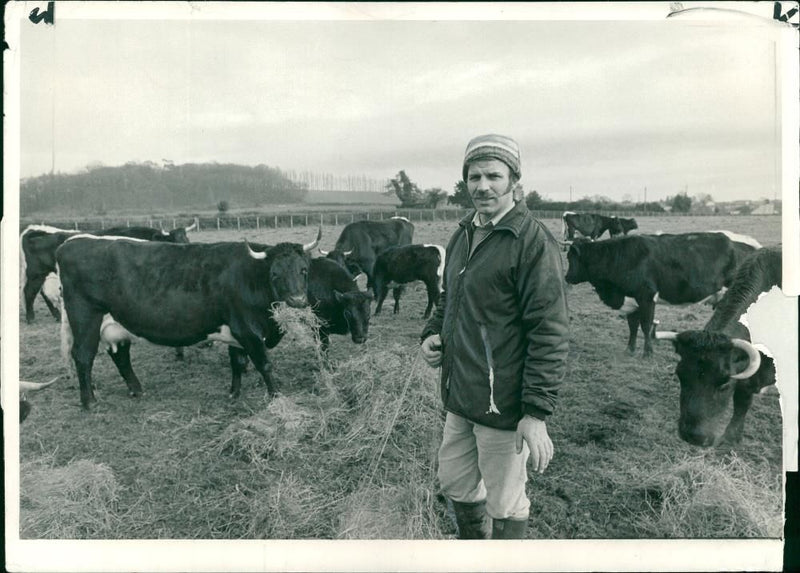 Animal , Cattle: Charles Nartell of Laurel Farm. - Vintage Photograph