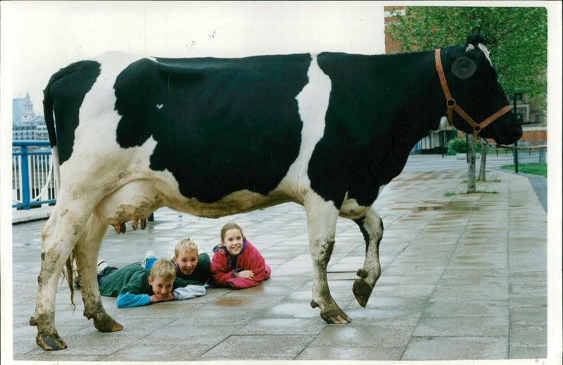 Animal , Cattle: Anniversary of the inner city farms. - Vintage Photograph