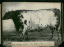 Animal , Cattle: - Vintage Photograph