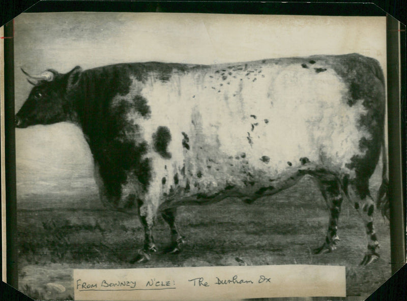 Animal , Cattle: - Vintage Photograph