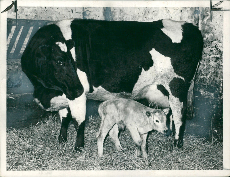 Animal , Cattle: The first official cross-bred Charollais calf. - Vintage Photograph