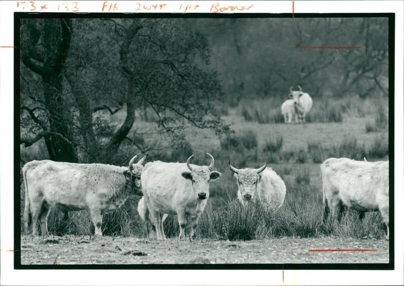 Animal , Cattle: Wild White Chillingham cattle. - Vintage Photograph